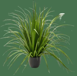 Sale CASA ALLIUM Herbe Ornementale Vert