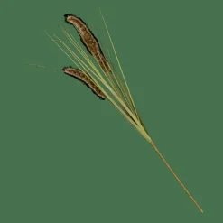 Best CASA GRASS Hampe De Roseau Vert