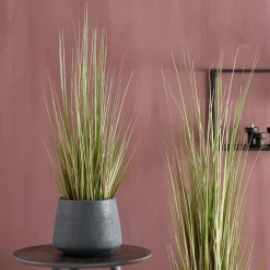 CASA HERBA Herbe En Pot Vert