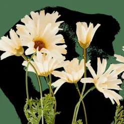 Clearance CASA INDI Tige De Fleurs Crème