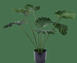 Online CASA LOTUS Plante Vert