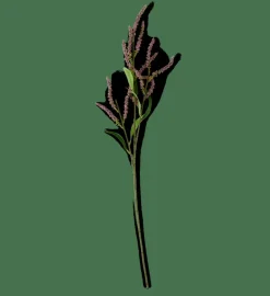 Discount CASA OPHIO Branche Mauve