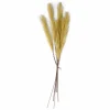 Outlet CASA PLUME Plumes Décoratives Brun Clair