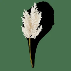 Clearance CASA PLUME Tige Blanc Cassé