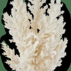 Clearance CASA PLUME Tige Blanc Cassé