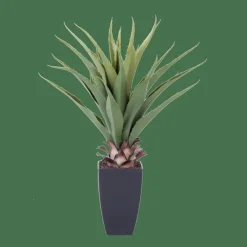 Sale CASA VERA Aloe Vera Vert