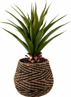 Sale CASA VERA Plante Grasse Sur Tige Vert