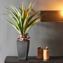 Sale CASA VERA Plante Grasse Sur Tige Vert