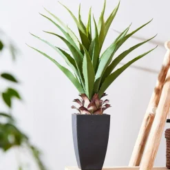 Sale CASA VERA Plante Grasse Sur Tige Vert